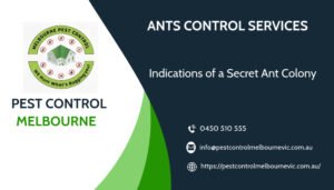 Indications of a Secret Ant Colony
