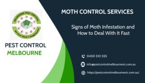 Signs of Moth Infestation and How to Deal With It Fast!