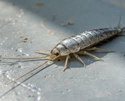 Pest Control Melbourne