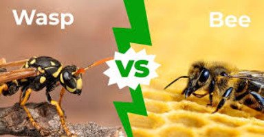 How to Tell the Difference Between Wasps and Bees?
